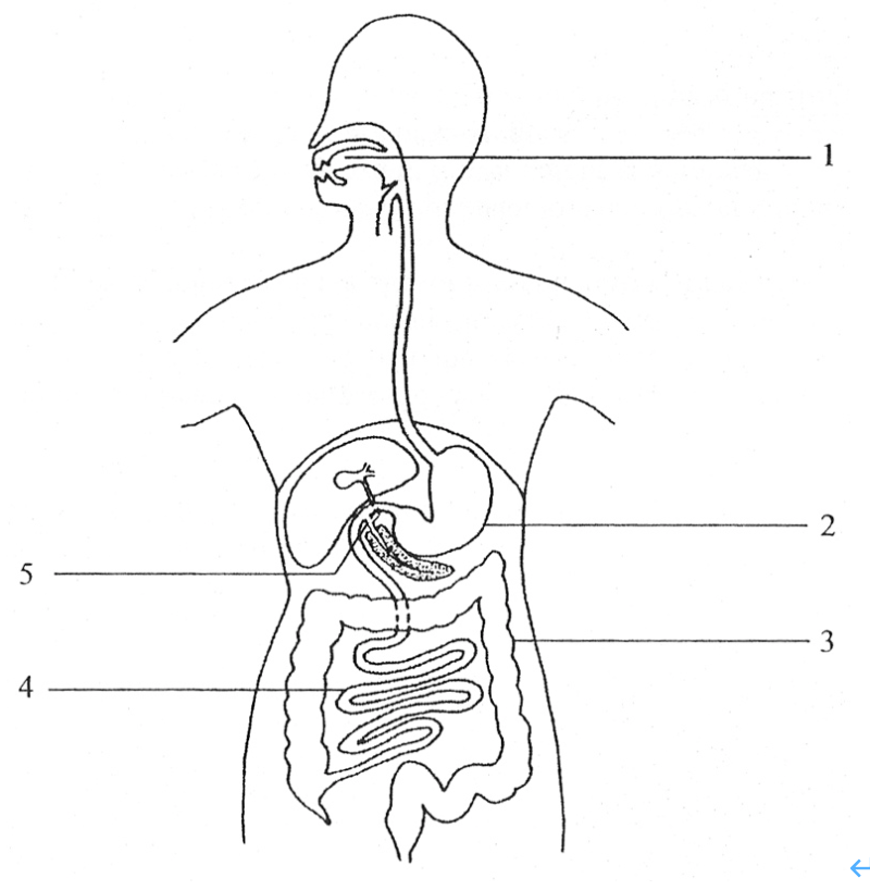 sc-1 sb-1-Digestion and Absorptionimg_no 126.jpg